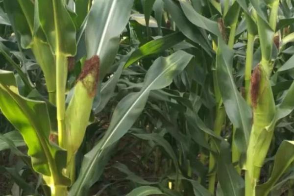 吉农大65玉米品种的特性，适宜播种期4月下旬至5月上旬