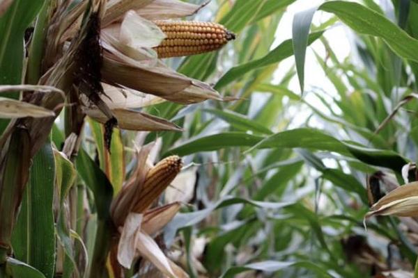 吉新112玉米种子介绍，密度4500株/亩