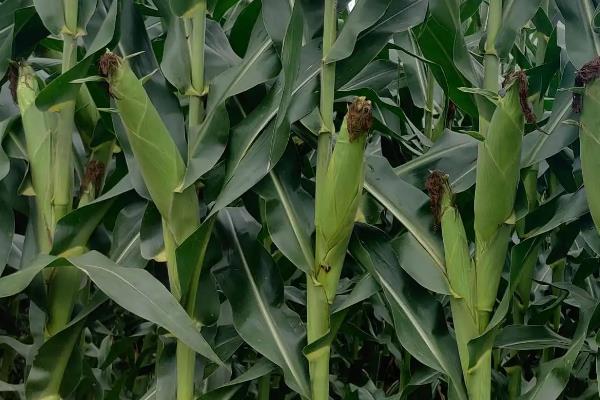 吉农大65玉米品种的特性，适宜播种期4月下旬至5月上旬