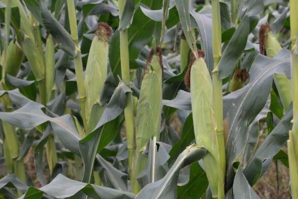 宏育808玉米种子介绍，密度4000－4500株/亩