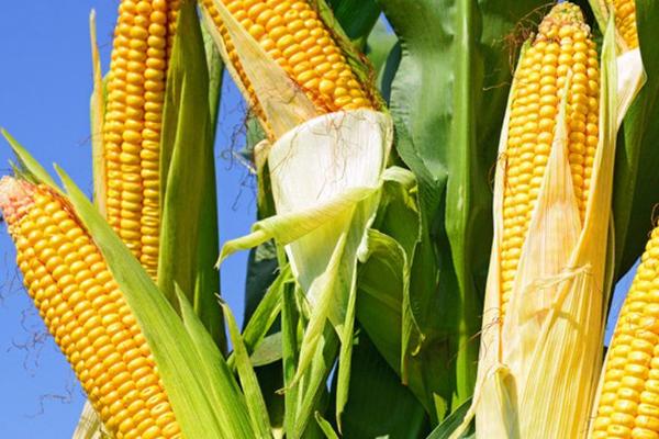 名鼎26玉米品种的特性，中抗南方锈病