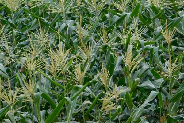 国瑞105玉米种简介，密度4500－5000株/亩