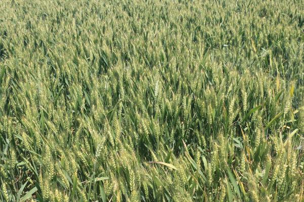 瑞麦66小麦品种的特性，全生育期240.3天