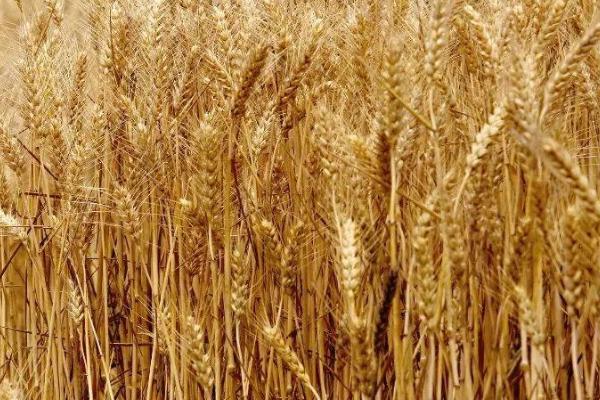 冀麦958小麦种子特征特性，适宜播种期10月1日―20日