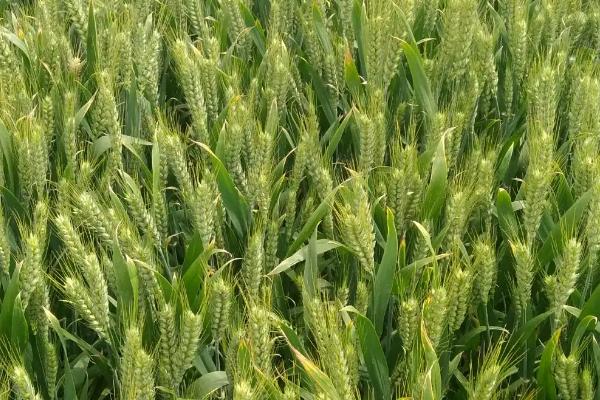 宝景麦188小麦种简介，适宜播种期10月上中旬