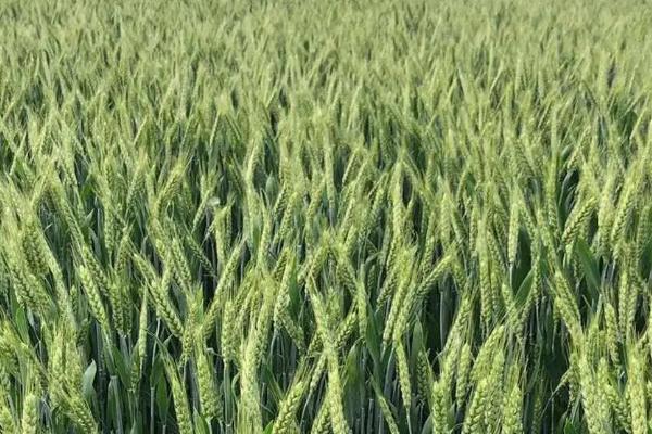 安科1801小麦品种简介，适宜播种期10月上中旬