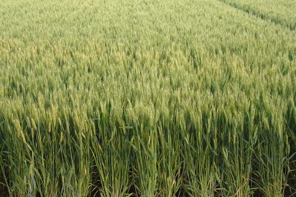 禾丰3号小麦品种的特性，全生育期225.2天