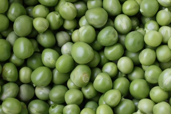 华夏23大豆种子特点，生育期平均102.0天