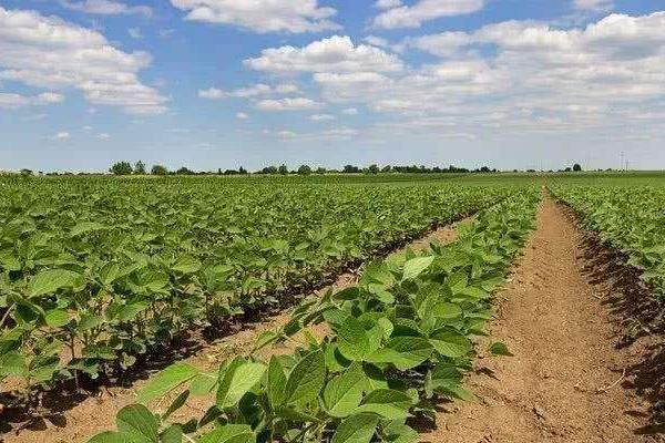 龙达157大豆种子特点，高肥力地块2万株/亩