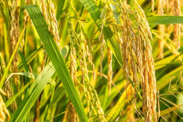 诚优502水稻种简介，秧田播种量每亩10.0千克