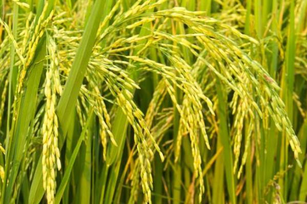 平两优3号水稻种子特征特性，每亩插足基本苗8万以上