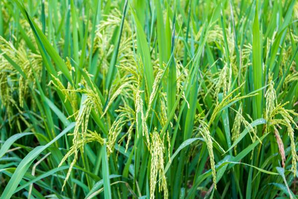 菁两优636水稻种子特点，籼型两系杂交水稻品种
