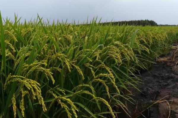 荟两优636水稻种子简介，每亩有效穗数16.5万穗