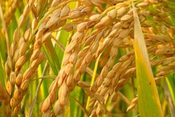 菁两优636水稻种子特点，籼型两系杂交水稻品种