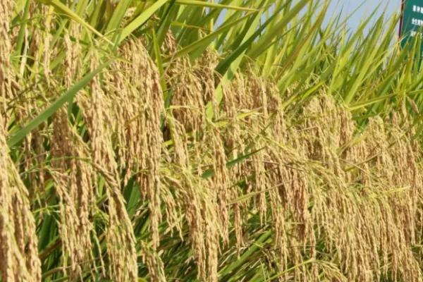 金龙优1826水稻品种简介，每亩插足基本苗8万以上