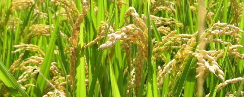 江浙优0603水稻种子特征特性，每亩插足基本苗5万以上