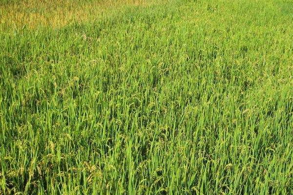 深和两优1133水稻种子特点，每亩插足基本苗8万以上