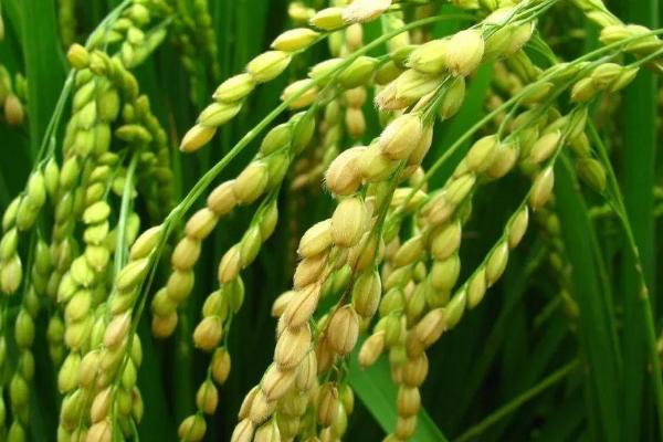 深3优9518水稻种子特征特性，每亩有效穗数15.2万穗