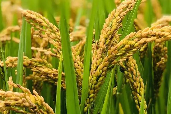 深3优9518水稻种子特征特性，每亩有效穗数15.2万穗