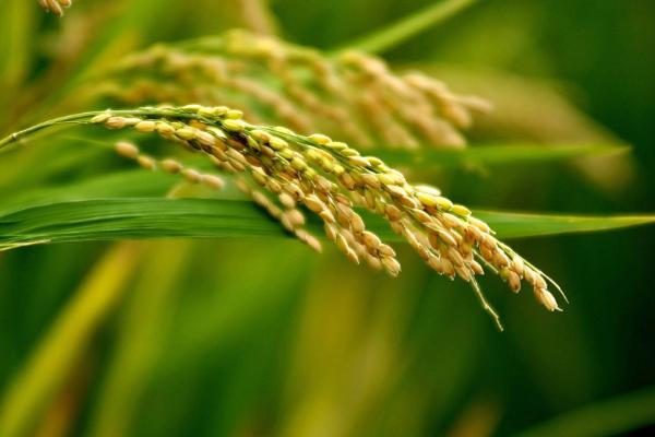 乐嘉优290水稻种子特征特性，全生育期138.6天