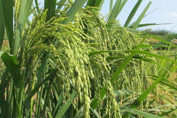 春9两优70水稻种子特征特性，全生育期135.0天