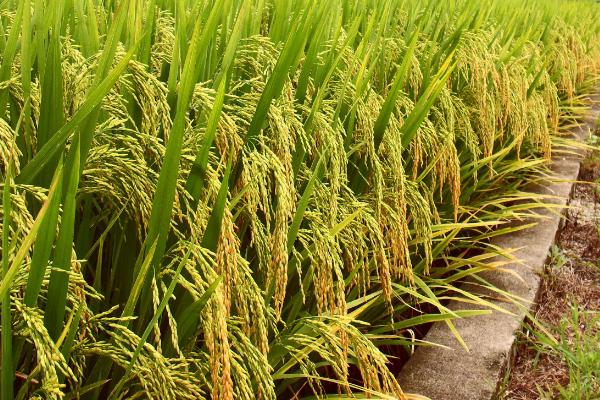 G两优727水稻种子介绍，一般4月中旬至5月中旬播种