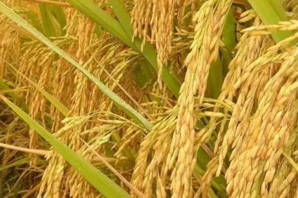 宸两优36水稻种子介绍，防治病虫