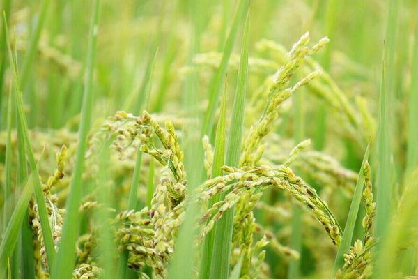 川康优618水稻种简介，每亩有效穗数17.1万穗
