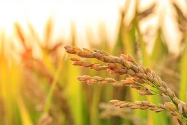 川康优618水稻种简介，每亩有效穗数17.1万穗