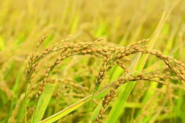 京粳9号水稻种子简介，每亩有效穗数25.6万穗