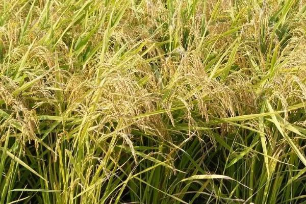 圳两优575水稻品种简介，秧田播种量每亩10.0千克