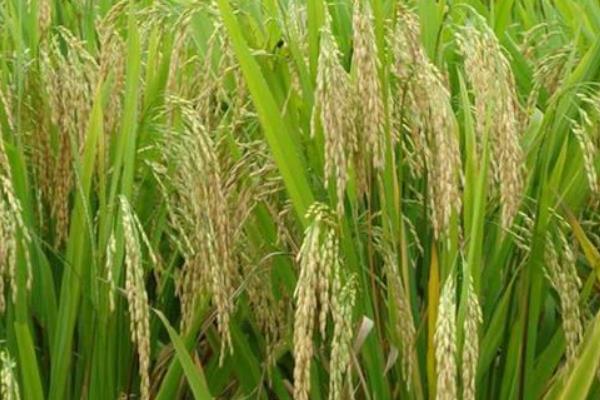 圳两优575水稻品种简介，秧田播种量每亩10.0千克