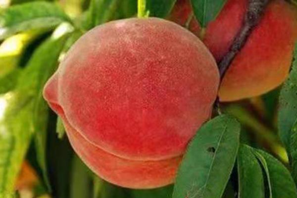 好吃又甜的蜜桃品种，推荐金秋红蜜桃、香山水蜜桃、阳山水蜜桃等