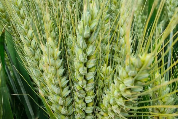 丰麦707小麦品种的特性，平均生育期236天