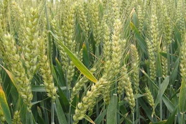 邯生3160小麦种简介，该品种属半冬性中熟节水品种
