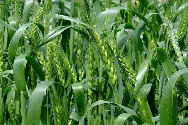 博陵189小麦种子特征特性，足墒播种
