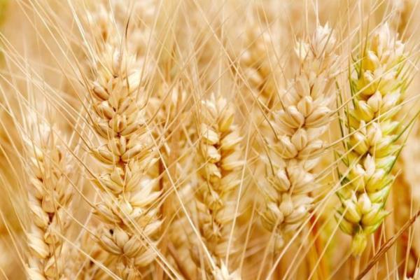 奥研398小麦种子特点，亩播种量12～15千克