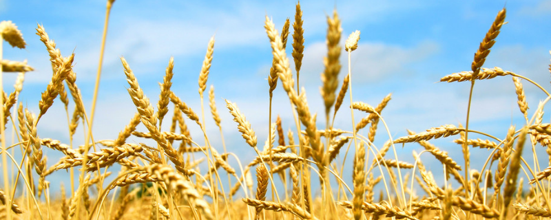 博农208小麦种子介绍，该品种属半冬性中熟节水品种