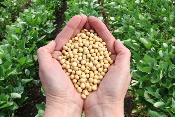 河农鲜豆2号大豆种子特征特性，播种行距45～50厘米