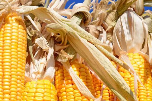 晋糯12玉米种子简介，适宜播期4月下旬至6月中旬