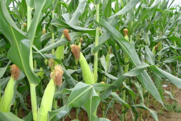 鑫丰盛9906玉米种子特征特性，适宜播期4月下旬至5月上旬