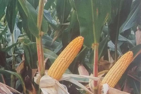 鑫丰盛9906玉米种子特征特性，适宜播期4月下旬至5月上旬