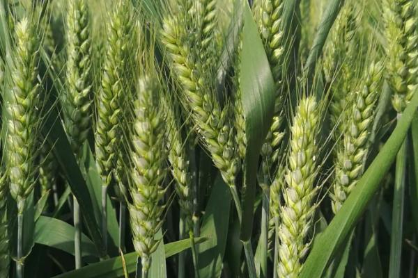 运旱139-2小麦种子介绍，生育期233天