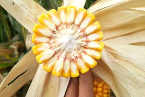青卓369玉米种子介绍，注意防治玉米螟