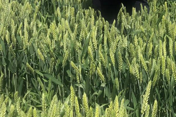 晋麦108号小麦种子特点，适宜播期9月下旬至10月上旬