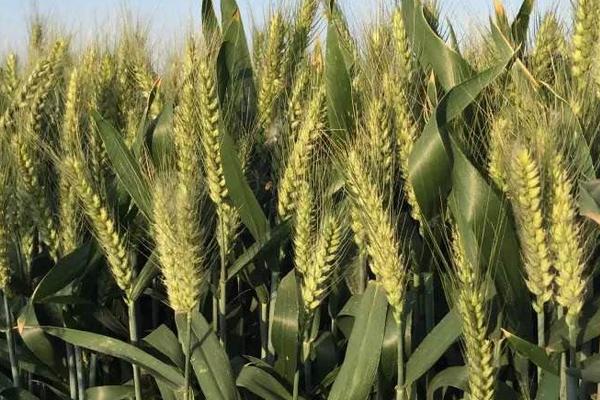 运旱139-2小麦种子介绍，生育期233天
