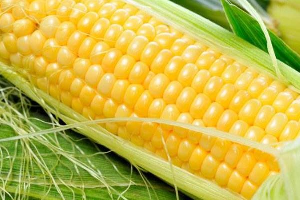 中博4号玉米种子特征特性，适宜播期4月下旬至5月上旬