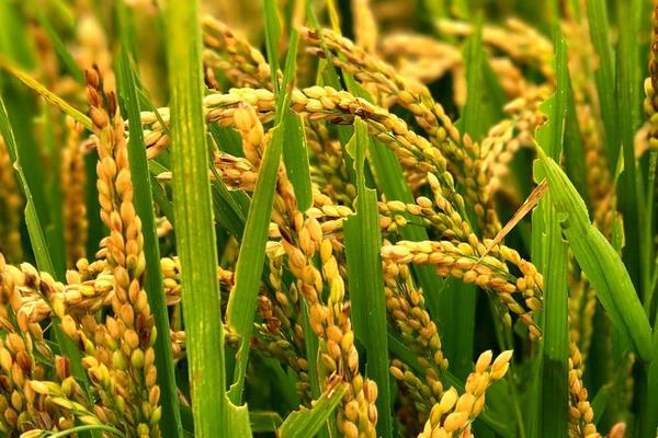 腾两优蒂占水稻种简介，6月下旬播种