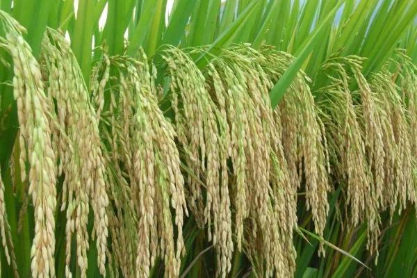 振优16水稻种子简介，全生育期109.4天