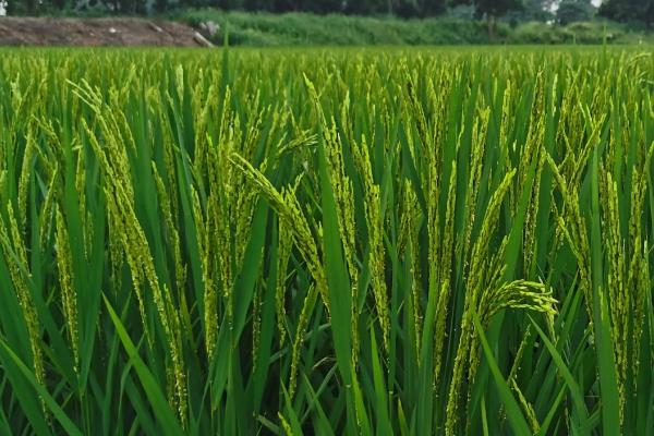 两优5518水稻品种的特性，全生育期120.4天